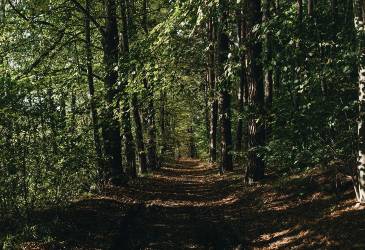 Image shows a woodland road, covered either side by trees.