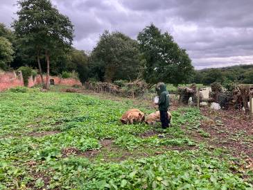 Image of a green space possibly used by the Living Potential Community Garden. There is a person stood in a small field with their hood up. They are holding a bucket and next to them are some pigs. To their right is a wired fence and there are trees in the background.